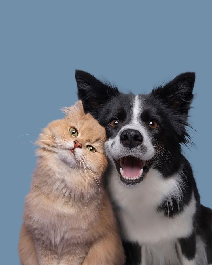 Pet Accessories